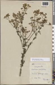 Якобея Андржейовского (Tzvelev) B.Nord., Восточная Европа, Северо-Украинский район (E11) (Украина)