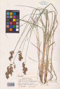 Anthoxanthum nitens (Weber) Y.Schouten & Veldkamp, Восточная Европа, Центральный район (E4) (Россия)