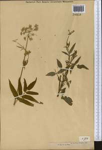 Поручейник сахарный L., Средняя Азия и Казахстан, Джунгарский Алатау и Тарбагатай (M5) (Казахстан)