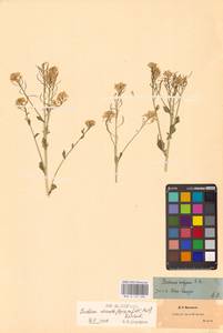 Сурепка обыкновенная W.T.Aiton, Восточная Европа, Центральный район (E4) (Россия)