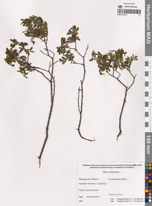 Ива черничная L., Сибирь, Чукотка и Камчатка (S7) (Россия)