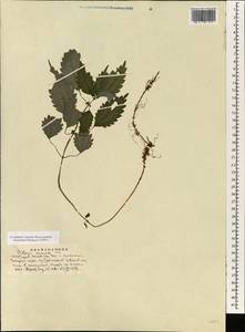 Pilea fasciata Wedd., Зарубежная Азия (ASIA) (КНР)