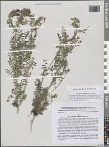 Астрагал даурский (Pall.) DC., Сибирь, Алтай и Саяны (S2) (Россия)