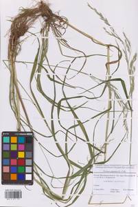 Lolium giganteum (L.) Darbysh., Восточная Европа, Московская область и Москва (E4a) (Россия)