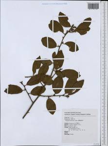 Elaeagnus formosana Nakai, Зарубежная Азия (ASIA) (Тайвань)