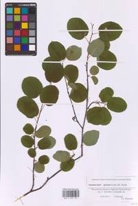 Amelanchier × spicata (Lam.) K.Koch, Восточная Европа, Московская область и Москва (E4a) (Россия)