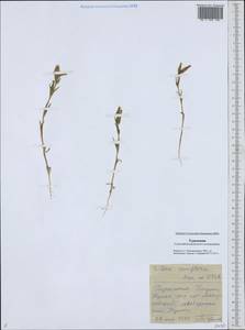 Silene coniflora Nees ex Otth, Средняя Азия и Казахстан, Каракумы (M6) (Туркмения)
