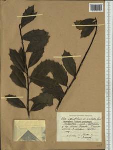 Ilex aquifolium L., Западная Европа (EUR) (Болгария)