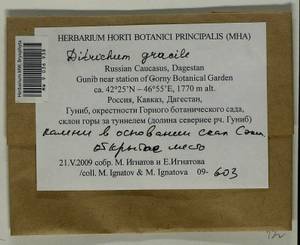 Flexitrichum gracile (Mitt.) Ignatov & Fedosov, Гербарий мохообразных, Мхи - Северный Кавказ и Предкавказье (B12) (Россия)
