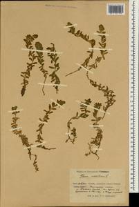 Lysimachia maritima (L.) Galasso, Banfi & Soldano, Зарубежная Азия (ASIA) (КНР)