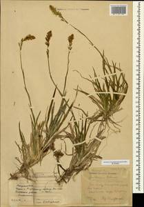 Narthecium balansae Briq., Кавказ, Абхазия (K4a) (Абхазия)