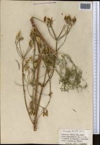 Прангос курчавокрылый DC., Средняя Азия и Казахстан, Западный Тянь-Шань и Каратау (M3) (Киргизия)