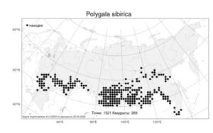Polygala sibirica, Истод сибирский L., Атлас флоры России (FLORUS) (Россия)