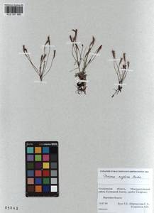 KUZ 001 990, Drosera ×anglica Huds., Сибирь, Алтай и Саяны (S2) (Россия)