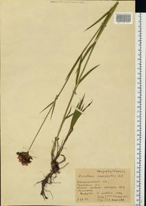 Dianthus barbatus subsp. compactus (Kit.) Heuff., Восточная Европа, Западно-Украинский район (E13) (Украина)