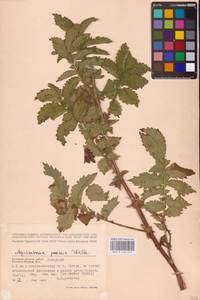 Репешок высокий Wallr., Восточная Европа, Западный район (E3) (Россия)