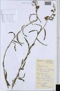 Sesamum angustifolium (Oliv.) Engl., Африка (AFR) (Эфиопия)