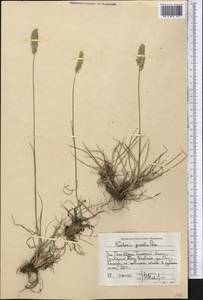 Тонконог пирамидальный (Lam.) P.Beauv., Средняя Азия и Казахстан, Западный Тянь-Шань и Каратау (M3) (Казахстан)