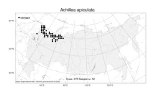 Achillea apiculata, Тысячелистник остроконечный  N. I. Orlova, Атлас флоры России (FLORUS) (Россия)