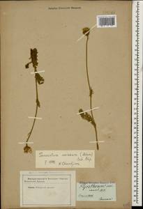 Tanacetum sericeum (Adams) Sch. Bip., Кавказ (без точных местонахождений) (K0)