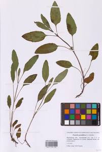 Черноголовка крупноцветковая (L.) Scholler, Восточная Европа, Московская область и Москва (E4a) (Россия)