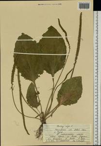 Подорожник большой L., Восточная Европа, Волжско-Камский район (E7) (Россия)