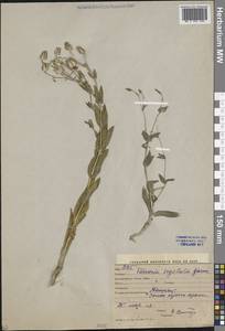 Gypsophila vaccaria (L.) Sm., Средняя Азия и Казахстан, Сырдарьинские пустыни и Кызылкумы (M7) (Узбекистан)