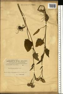 Jacobaea subalpina (W. D. J. Koch) Pelser & Veldkamp, Восточная Европа, Западно-Украинский район (E13) (Украина)