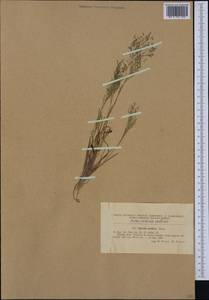 Zingeria pisidica (Boiss.) Tutin, Западная Европа (EUR) (Румыния)