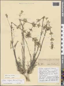 Смолевка куринская Schischk., Восточная Европа, Нижневолжский район (E9) (Россия)