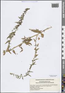 Blitum virgatum subsp. virgatum, Восточная Европа, Средневолжский район (E8) (Россия)