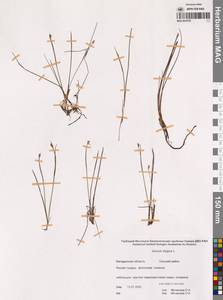 Ситник стигийский L., Сибирь, Чукотка и Камчатка (S7) (Россия)