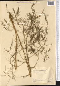 Спаржа лекарственная L., Средняя Азия и Казахстан, Северный и Центральный Казахстан (M10) (Казахстан)