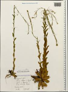 Резуха стреловидная (Bertol.) DC., Кавказ, Краснодарский край и Адыгея (K1a) (Россия)