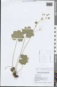 Манжетка близкая H.Lindb. ex Juz., Восточная Европа, Центральный район (E4) (Россия)