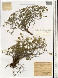 Чабрец Кочи Boiss. & Hohen., Кавказ, Азербайджан (K6) (Азербайджан)