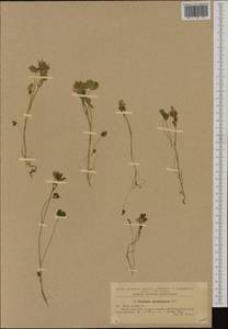 Trifolium michelianum Savi, Западная Европа (EUR) (Румыния)