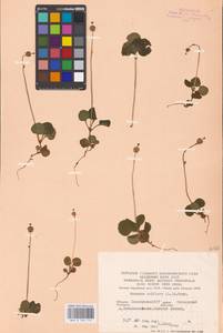 Одноцветка крупноцветковая (L.) A. Gray, Восточная Европа, Восточный район (E10) (Россия)