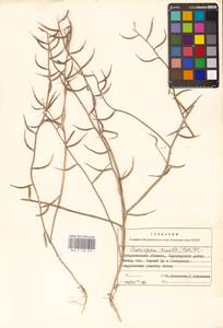 Хориспора нежная, Хориспора тоненькая (Pall.) DC., Восточная Европа, Нижневолжский район (E9) (Россия)