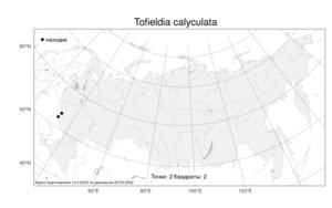 Tofieldia calyculata, Тофильдия обыкновенная (L.) Wahlenb., Атлас флоры России (FLORUS) (Россия)