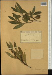 Dodonaea triquetra J. C. Wendl., Австралия и Океания (AUSTR) (Австралия)