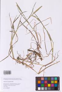 Лисохвост равный Sobol., Восточная Европа, Московская область и Москва (E4a) (Россия)