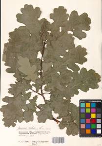 Дуб черешчатый, Дуб обыкновенный L., Восточная Европа, Московская область и Москва (E4a) (Россия)