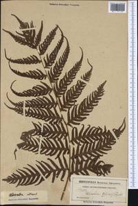 Woodwardia radicans (L.) Sm., Западная Европа (EUR) (Неизвестно)