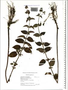 Мята водяная L., Крым (KRYM) (Россия)