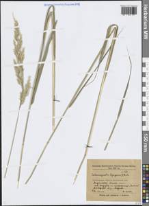 Вейник наземный (L.) Roth, Восточная Европа, Северо-Западный район (E2) (Россия)