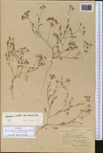 Pimpinella leptoclada (Aitch. & Hemsl.) Mousavi, Mozaff. & Zarre, Средняя Азия и Казахстан, Каракумы (M6) (Туркмения)