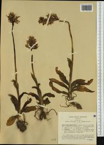 Orchis italica Poir. , nom. cons. prop., Западная Европа (EUR) (Италия)