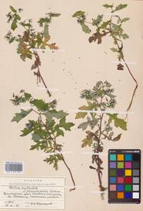 Crepidiastrum denticulatum subsp. denticulatum, Сибирь, Дальний Восток (S6) (Россия)