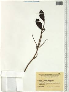 Myrsine lecardii (Mez) Ricketson & Pipoly, Австралия и Океания (AUSTR) (Новая Каледония)